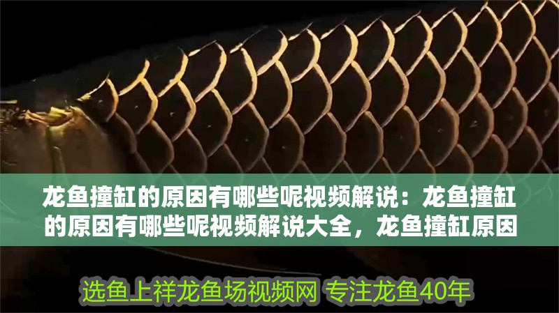 龍魚撞缸的原因有哪些呢視頻解說：龍魚撞缸的原因有哪些呢視頻解說大全，龍魚撞缸原因全解析，視頻