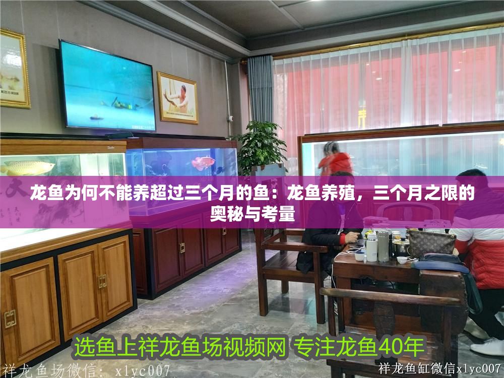 龍魚為何不能養超過三個月的魚：龍魚養殖，三個月之限的奧秘與考量