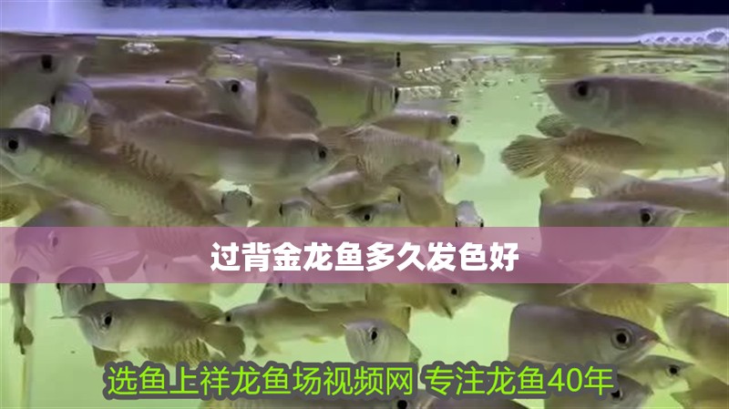 過背金龍魚多久發色好