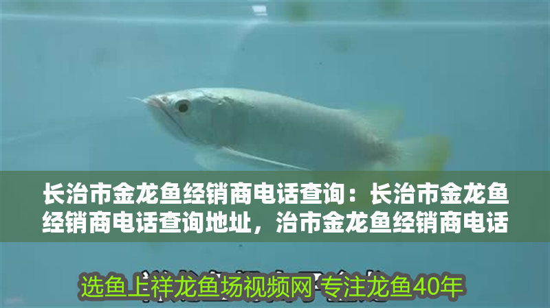長治市金龍魚經(jīng)銷商電話查詢：長治市金龍魚經(jīng)銷商電話查詢地址，治市金龍魚經(jīng)銷商電話及地址