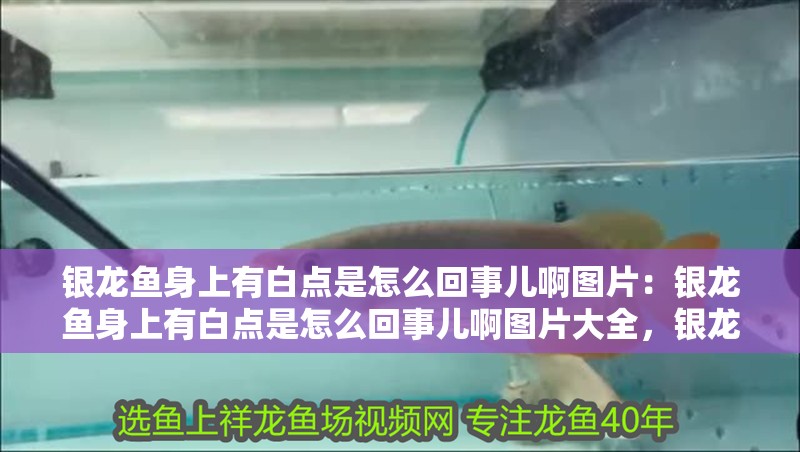 銀龍魚身上有白點是怎么回事兒啊圖片：銀龍魚身上有白點是怎么回事兒啊圖片大全，銀龍魚身上現白點原因及