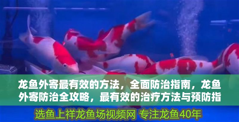 龍魚外寄最有效的方法，全面防治指南，龍魚外寄防治全攻略，最有效的治療方法與預防指南
