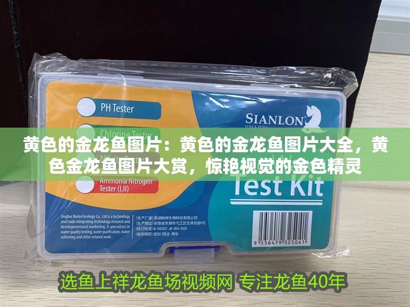 黃色的金龍魚圖片：黃色的金龍魚圖片大全，黃色金龍魚圖片大賞，驚艷視覺(jué)的金色精靈