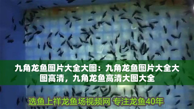 九角龍魚圖片大全大圖：九角龍魚圖片大全大圖高清，九角龍魚高清大圖大全