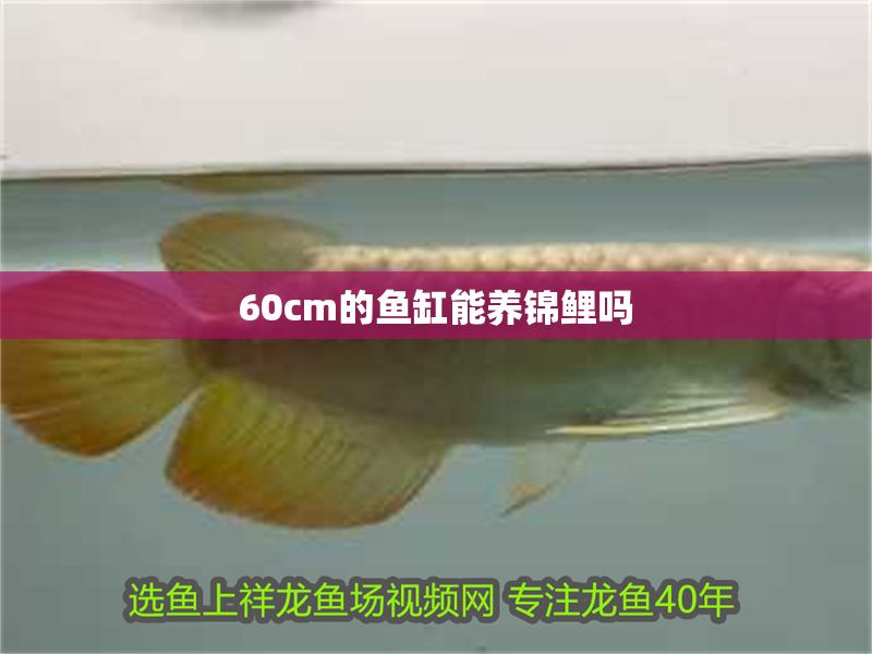 60cm的魚缸能養錦鯉嗎 60cm的魚缸能養錦鯉嗎 魚缸百科 第2張