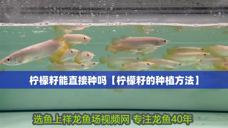 鸚鵡魚和銀龍魚混養怎樣喂食 檸檬籽能直接種嗎【檸檬籽的種植方法】 龍魚論壇 檸檬籽能直接種嗎【檸檬籽的種植方法】 檸檬籽能直接種嗎【檸檬籽的種植方法】 龍魚論壇
