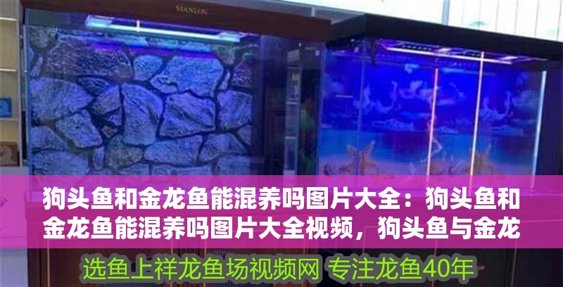 狗頭魚和金龍魚能混養嗎圖片大全：狗頭魚和金龍魚能混養嗎圖片大全視頻，狗頭魚與金龍魚混養可行性探究，圖片視頻