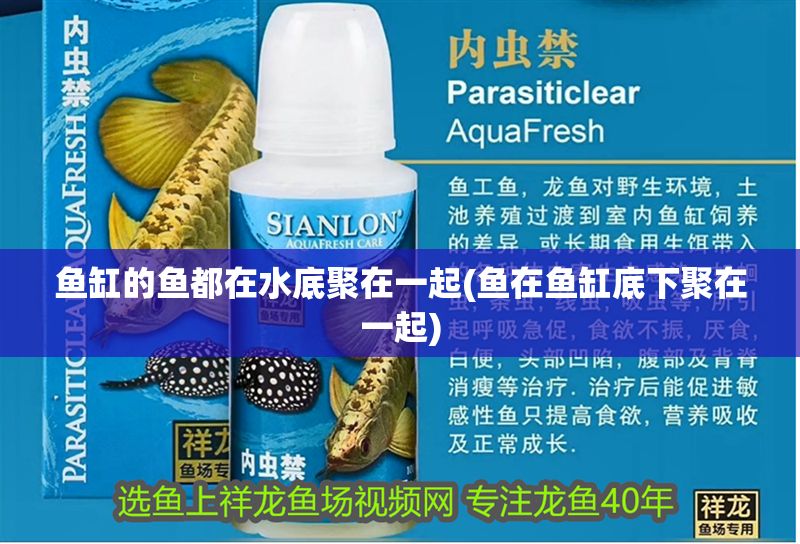 魚缸的魚都在水底聚在一起(魚在魚缸底下聚在一起)