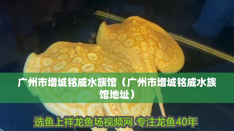 廣州市增城銘威水族館（廣州市增城銘威水族館地址）
