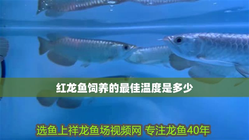 紅龍魚飼養的最佳溫度是多少