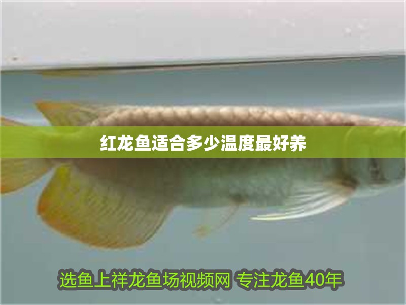 紅龍魚適合多少溫度最好養