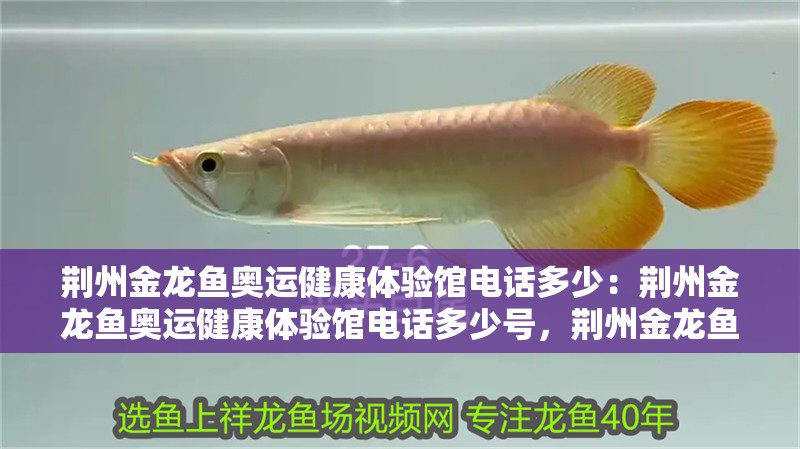 荊州金龍魚奧運健康體驗館電話多少：荊州金龍魚奧運健康體驗館電話多少號，荊州金龍魚奧運健康體驗館聯(lián)系電話 荊州金龍魚奧運健康體驗館電話多少：荊州金龍魚奧運健康體驗館電話多少號，荊州金龍魚奧運健康體驗館聯(lián)系電話 水族問答