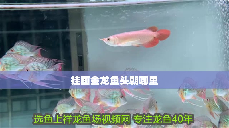 掛畫金龍魚頭朝哪里