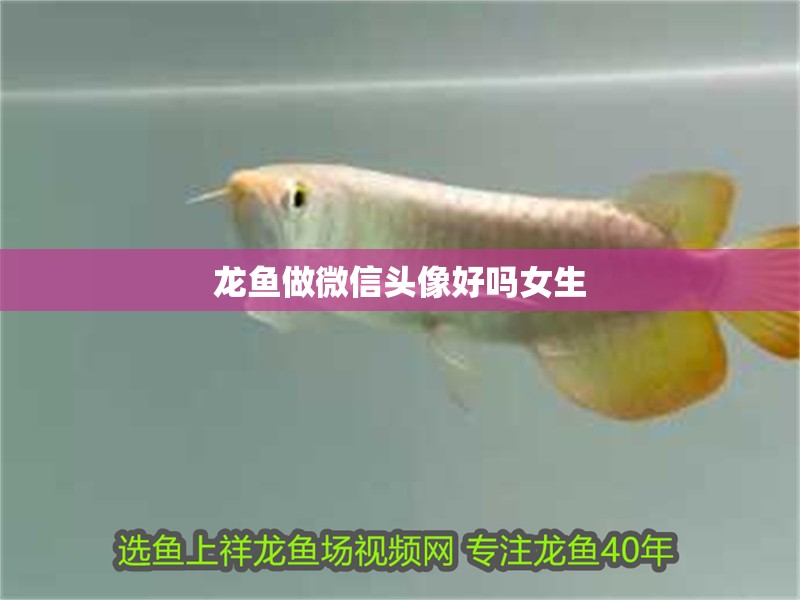 龍魚做微信頭像好嗎女生