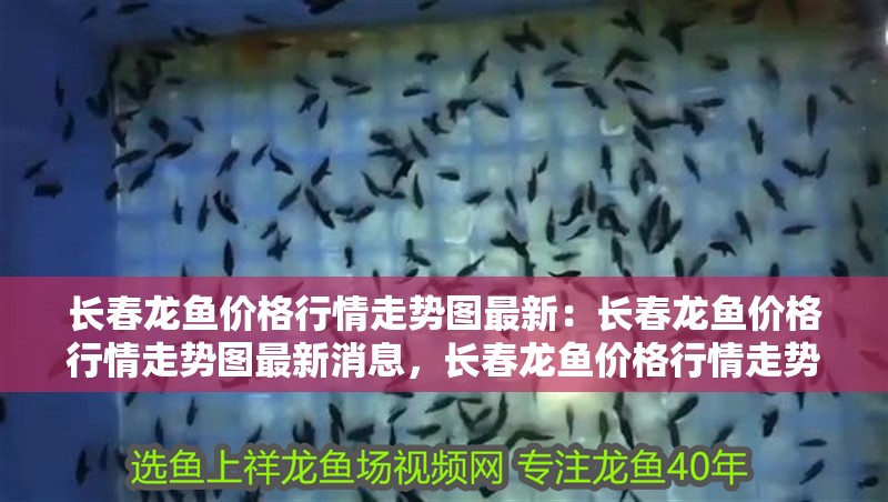 長春龍魚價格行情走勢圖最新:長春龍魚價格行情走勢圖最新消息,長春龍魚價格行情走勢圖最新動態 水族問答 長春龍魚價格行情走勢圖最新:長春龍魚價格行情走勢圖最新消息,長春龍魚價格行情走勢圖最新動態 長春龍魚價格行情走勢圖最新:長春龍魚價格行情走勢圖最新消息,長春龍魚價格行情走勢圖最新動態 水族問答