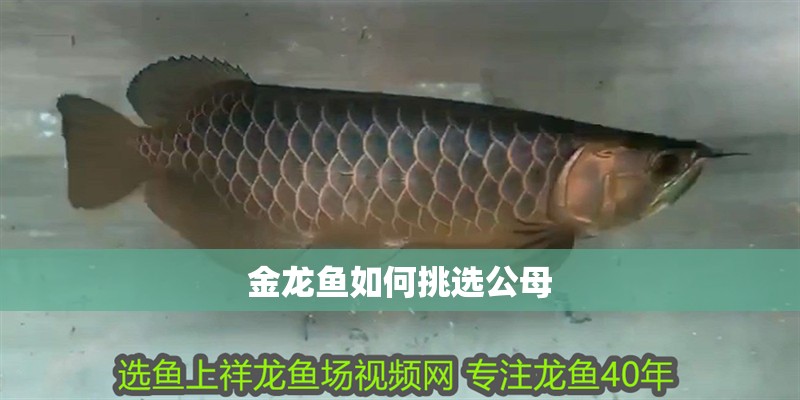 金龍魚如何挑選公母