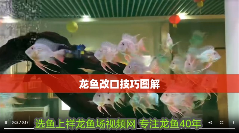 龍魚改口技巧圖解 龍魚改口技巧圖解 龍魚百科 第2張