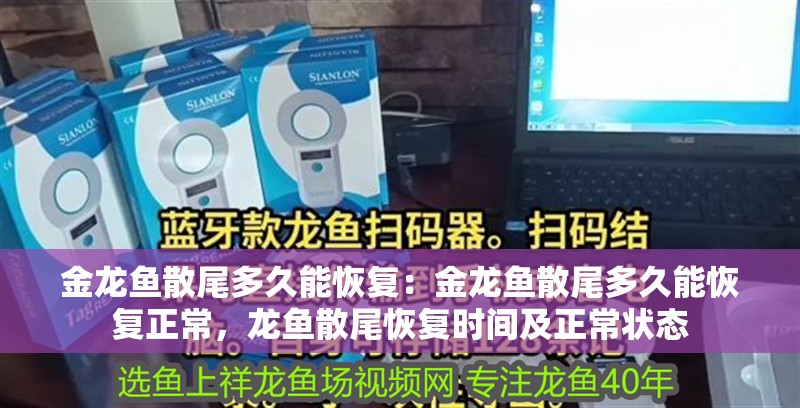 金龍魚散尾多久能恢復：金龍魚散尾多久能恢復正常，龍魚散尾恢復時間及正常狀態