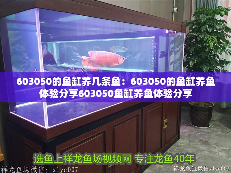 603050的魚缸養幾條魚：603050的魚缸養魚體驗分享603050魚缸養魚體驗分享