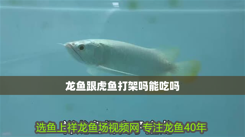 龍魚跟虎魚打架嗎能吃嗎