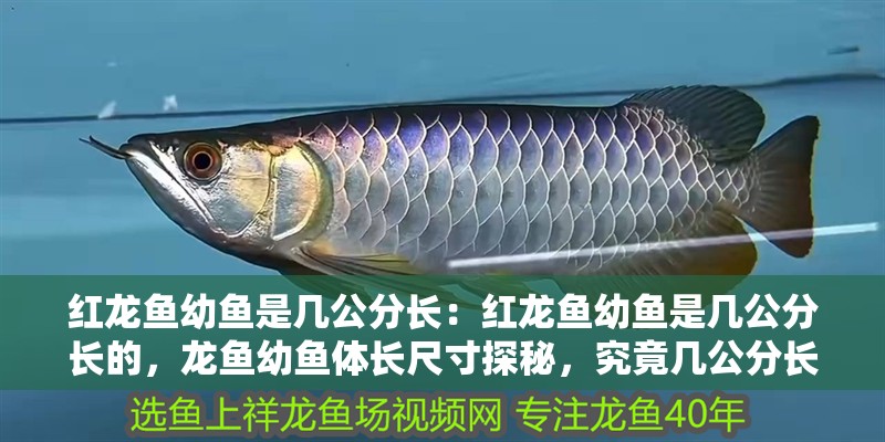 紅龍魚幼魚是幾公分長：紅龍魚幼魚是幾公分長的，龍魚幼魚體長尺寸探秘，究竟幾公分長