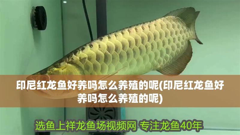 印尼紅龍魚(yú)好養(yǎng)嗎怎么養(yǎng)殖的呢(印尼紅龍魚(yú)好養(yǎng)嗎怎么養(yǎng)殖的呢)