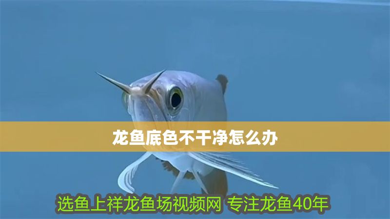 龍魚底色不干凈怎么辦