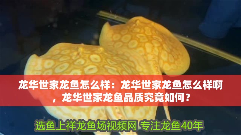 龍華世家龍魚怎么樣：龍華世家龍魚怎么樣啊，龍華世家龍魚品質究竟如何？