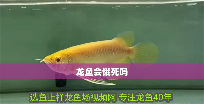 龍魚會(huì)餓死嗎 龍魚百科 第2張 龍魚會(huì)餓死嗎 龍魚會(huì)餓死嗎 龍魚百科 第2張