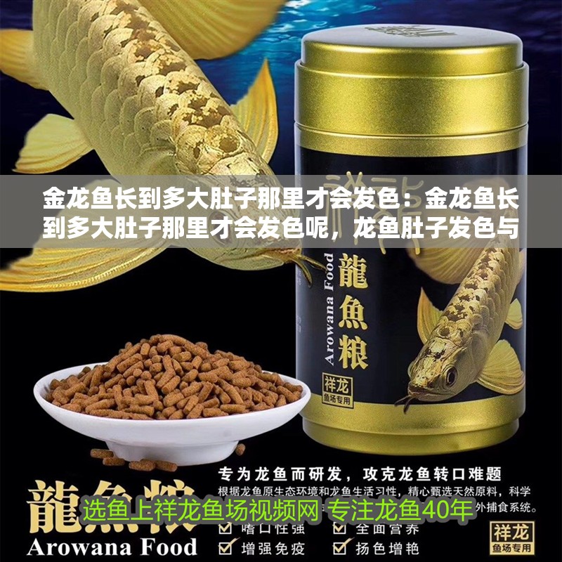 金龍魚長到多大肚子那里才會發色：金龍魚長到多大肚子那里才會發色呢，龍魚肚子發色與體型大小的關系