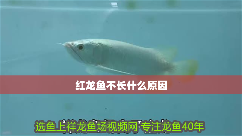 紅龍魚不長什么原因 龍魚百科 第2張 紅龍魚不長什么原因 紅龍魚不長什么原因 龍魚百科 第2張