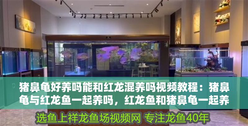 豬鼻龜好養嗎能和紅龍混養嗎視頻教程：豬鼻龜與紅龍魚一起養嗎，紅龍魚和豬鼻龜一起養嗎