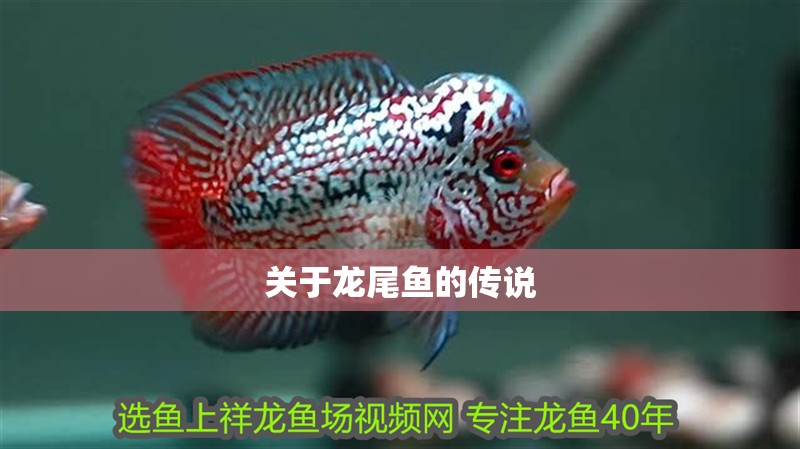 關(guān)于龍尾魚的傳說