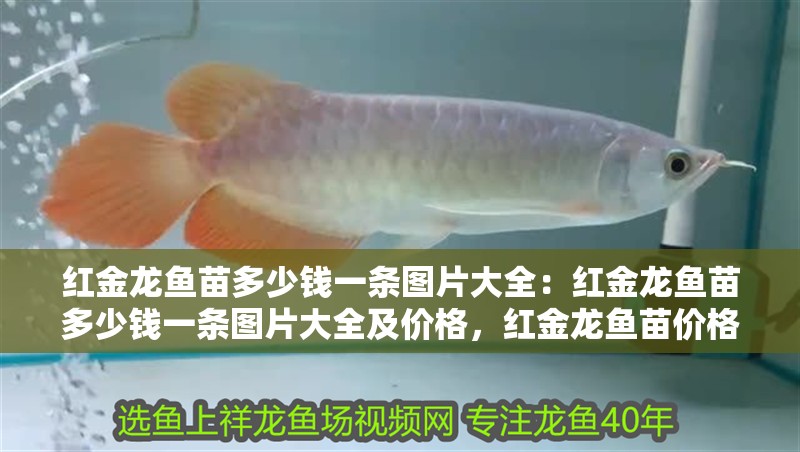 紅金龍魚苗多少錢一條圖片大全：紅金龍魚苗多少錢一條圖片大全及價格，紅金龍魚苗價格與圖片全