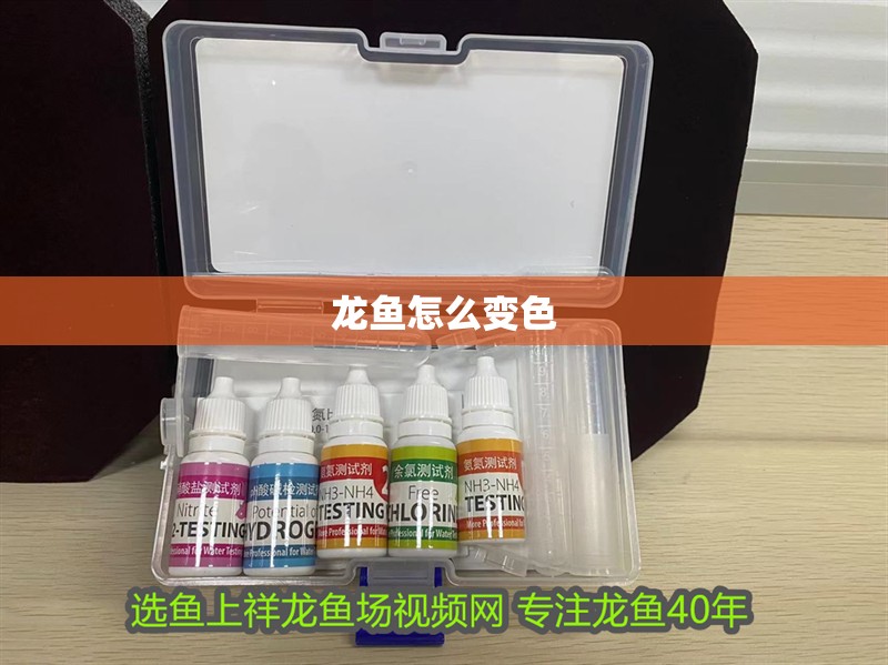 龍魚怎么變色 龍魚怎么變色 龍魚百科 第3張