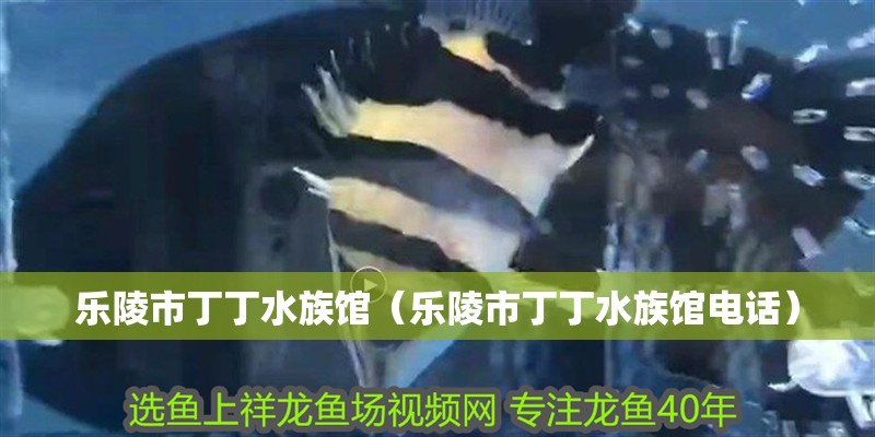 樂(lè)陵市丁丁水族館（樂(lè)陵市丁丁水族館電話）