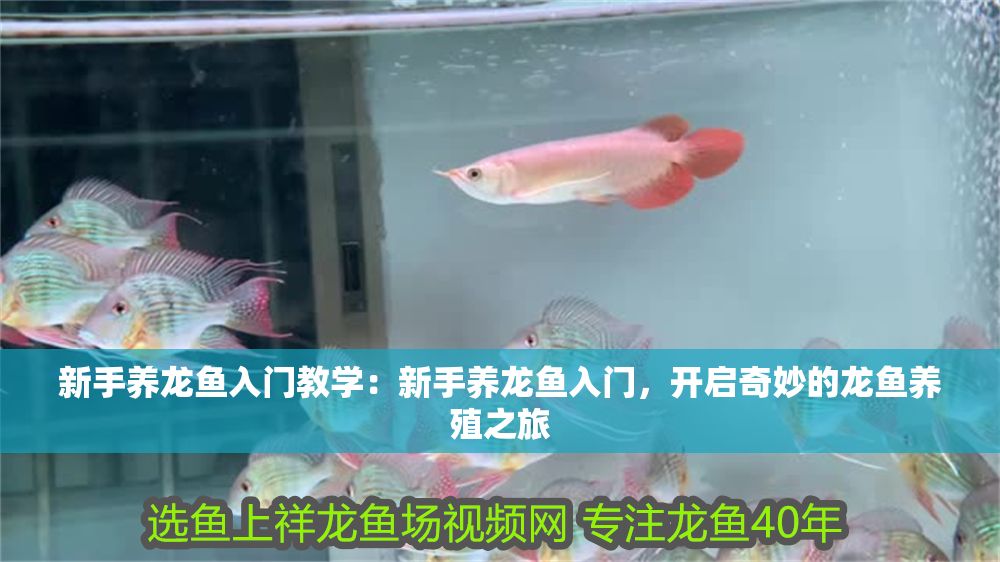 新手養(yǎng)龍魚(yú)入門教學(xué)：新手養(yǎng)龍魚(yú)入門，開(kāi)啟奇妙的龍魚(yú)養(yǎng)殖之旅