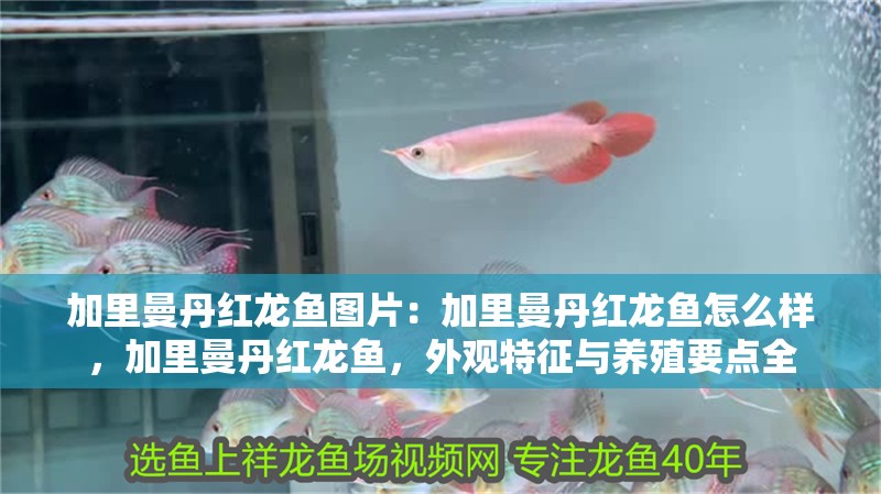 加里曼丹紅龍魚圖片：加里曼丹紅龍魚怎么樣，加里曼丹紅龍魚，外觀特征與養(yǎng)殖要點(diǎn)全