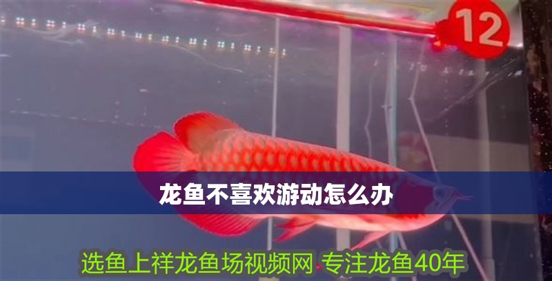 龍魚不喜歡游動怎么辦