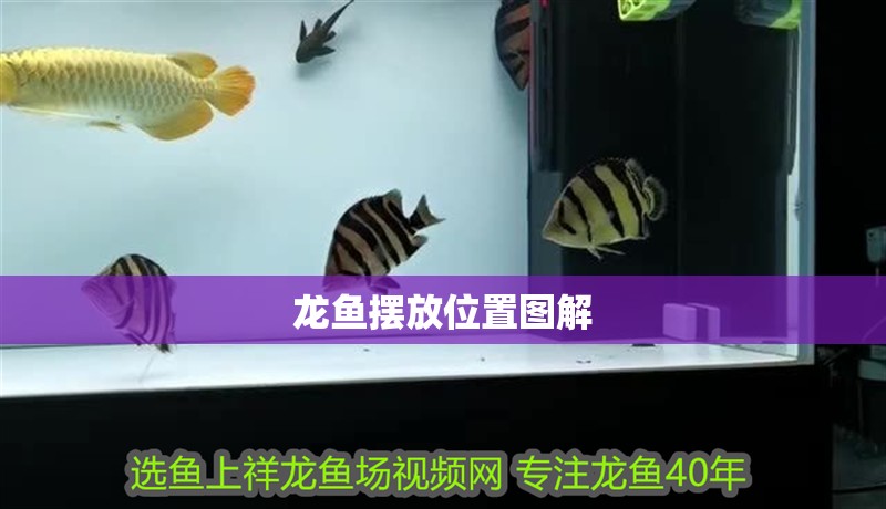 龍魚擺放位置圖解