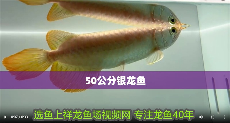 50公分銀龍魚