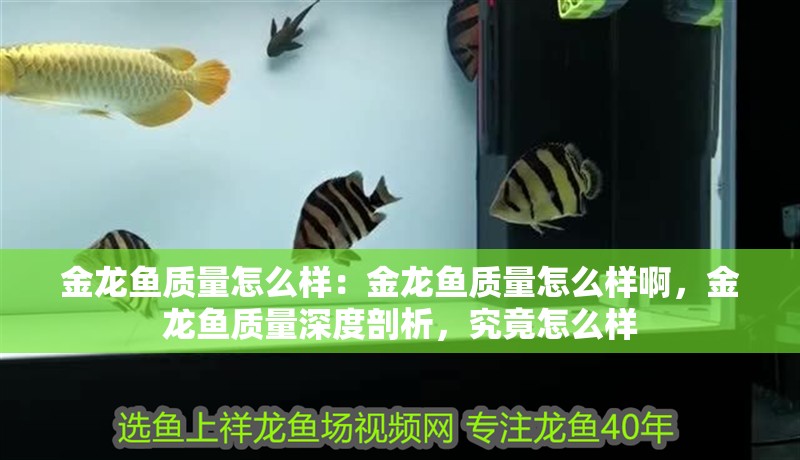 金龍魚質量怎么樣：金龍魚質量怎么樣啊，金龍魚質量深度剖析，究竟怎么樣 金龍魚質量怎么樣：金龍魚質量怎么樣啊，金龍魚質量深度剖析，究竟怎么樣 水族問答