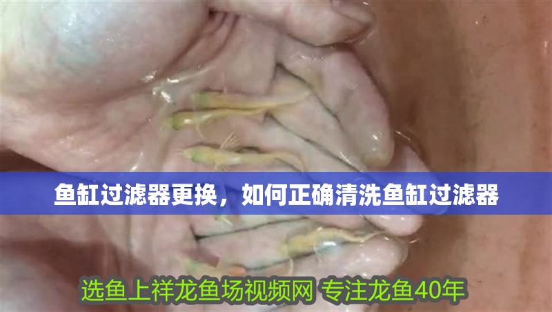 魚缸過濾器更換，如何正確清洗魚缸過濾器
