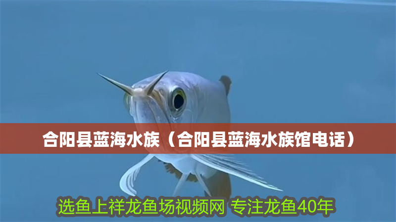 合陽縣藍海水族（合陽縣藍海水族館電話）