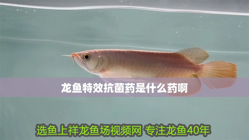 龍魚特效抗菌藥是什么藥啊