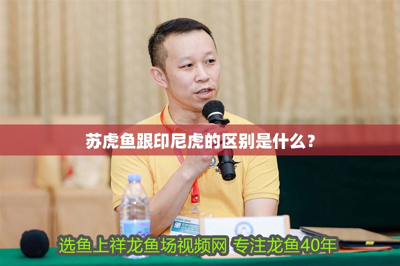 蘇虎魚跟印尼虎的區別是什么？ 蘇虎魚跟印尼虎的區別是什么？ 虎魚百科