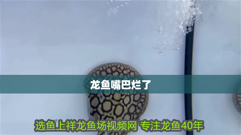 龍魚嘴巴爛了 龍魚嘴巴爛了 龍魚百科 第3張