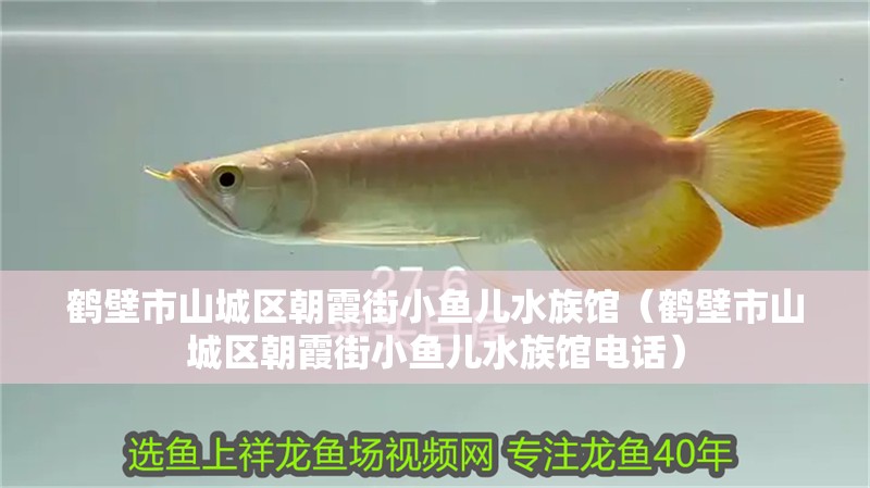 鶴壁市山城區朝霞街小魚兒水族館(鶴壁市山城區朝霞街小魚兒水族館電話) 全國水族館企業名錄 第2張 鶴壁市山城區朝霞街小魚兒水族館(鶴壁市山城區朝霞街小魚兒水族館電話) 鶴壁市山城區朝霞街小魚兒水族館(鶴壁市山城區朝霞街小魚兒水族館電話) 全國水族館企業名錄 第2張