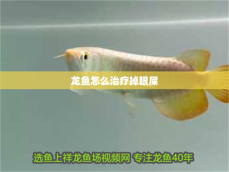 龍魚怎么治療掉眼屎