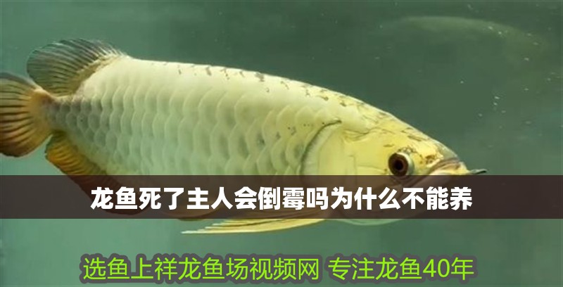 龍魚死了主人會倒霉嗎為什么不能養